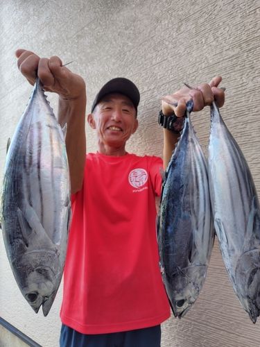 カツオの釣果