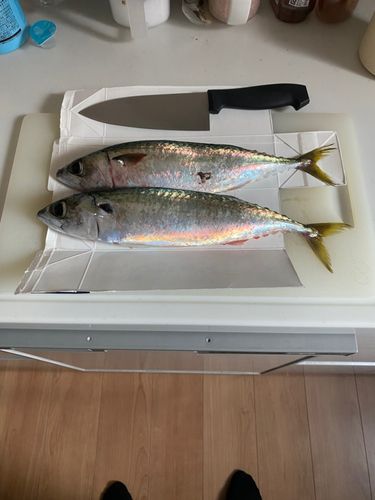 サバの釣果