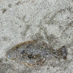 ヒラメ