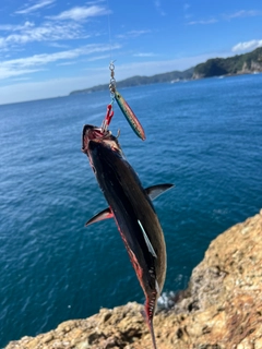 カツオの釣果