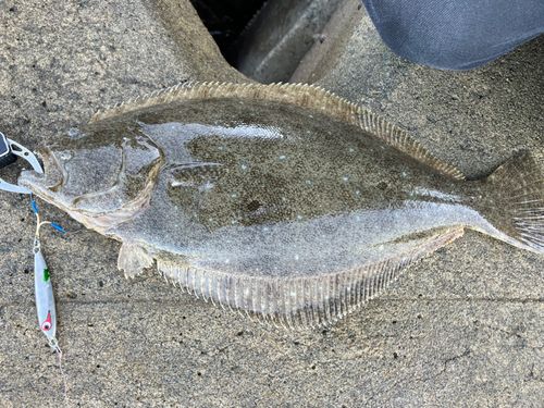 ヒラメの釣果