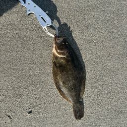 ソゲ