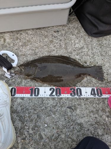 ヒラメの釣果