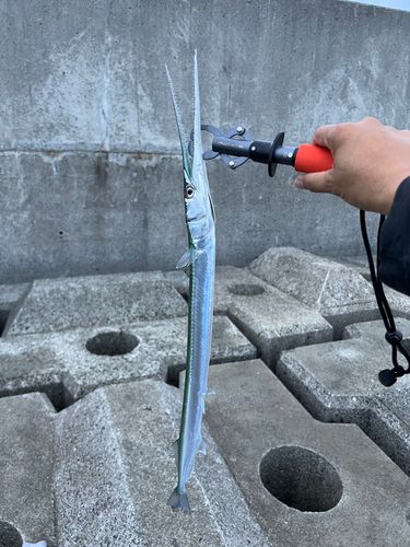 サゴシの釣果