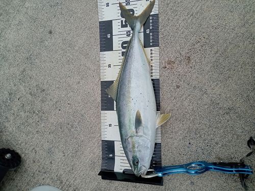 イナダの釣果