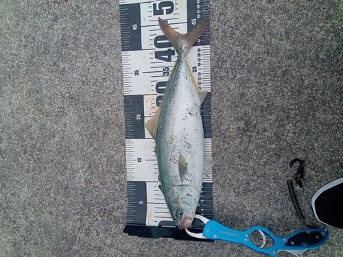 イナダの釣果