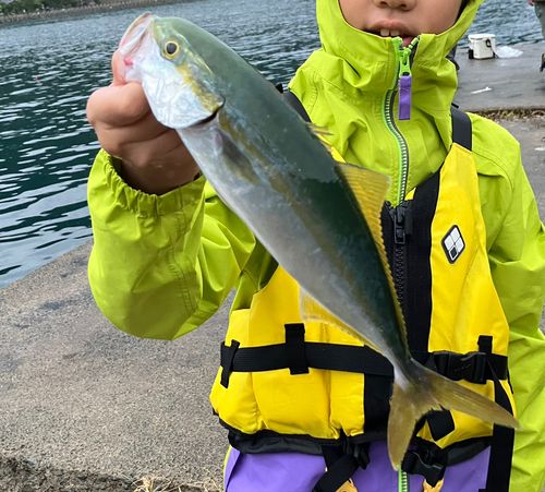 ツバスの釣果