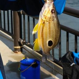 クロホシフエダイ