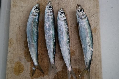 イワシの釣果