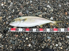 ヒラマサの釣果