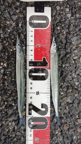 サヨリの釣果