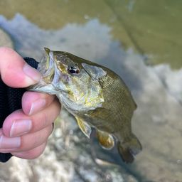 スモールマウスバス