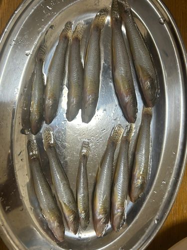 マハゼの釣果