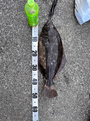 ヒラメの釣果