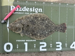 ソゲの釣果