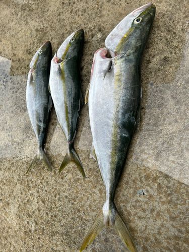 メジロの釣果