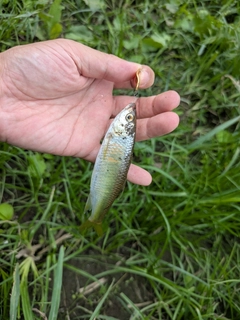 オイカワの釣果
