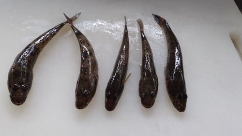 ハゼの釣果