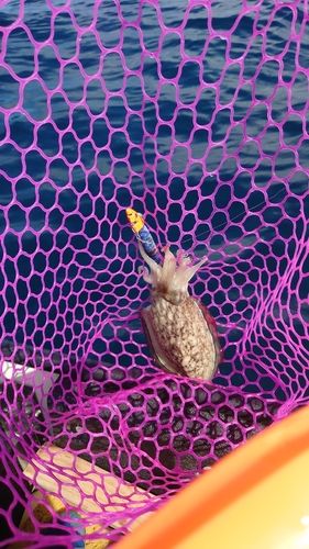 モンゴウイカの釣果