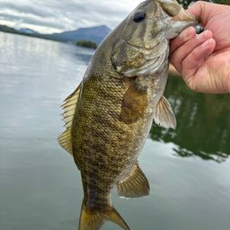 スモールマウスバス