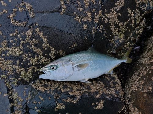ワカシの釣果