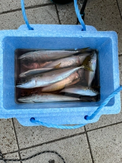 サバの釣果
