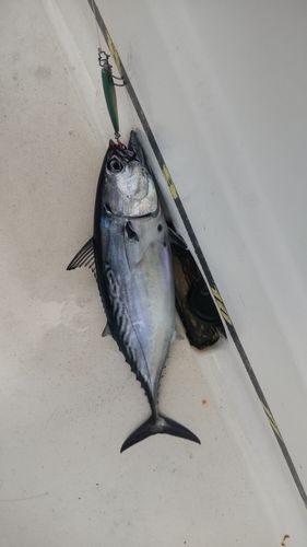 スマガツオの釣果