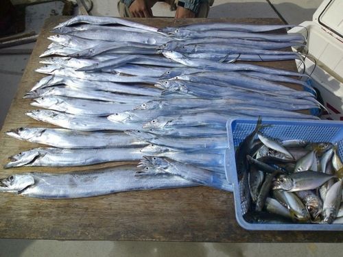 タチウオの釣果