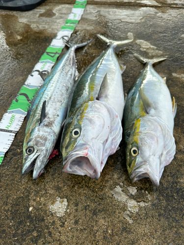 サゴシの釣果