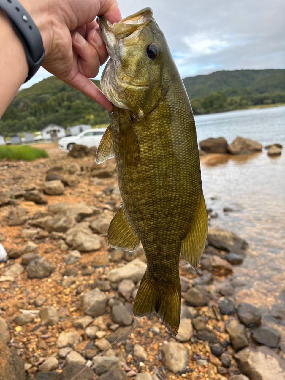 スモールマウスバス