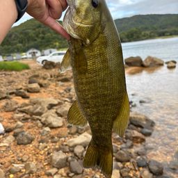 スモールマウスバス