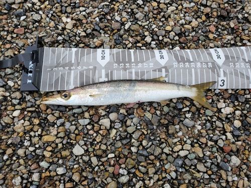 カマスの釣果