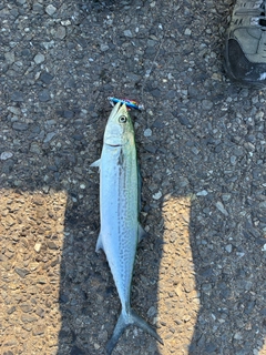 サゴシの釣果