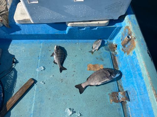クロダイの釣果