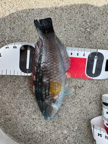 マサバの釣果