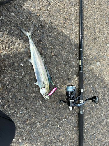 サゴシの釣果