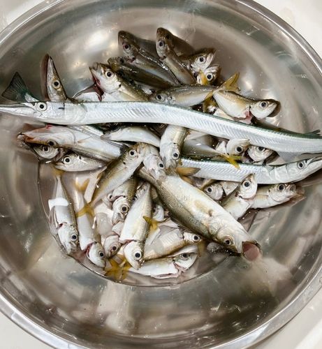 小浜湾