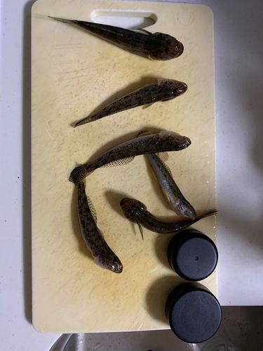ハゼの釣果