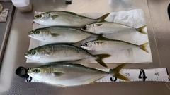 フクラギの釣果