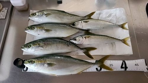 フクラギの釣果