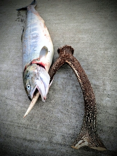 シロザケの釣果