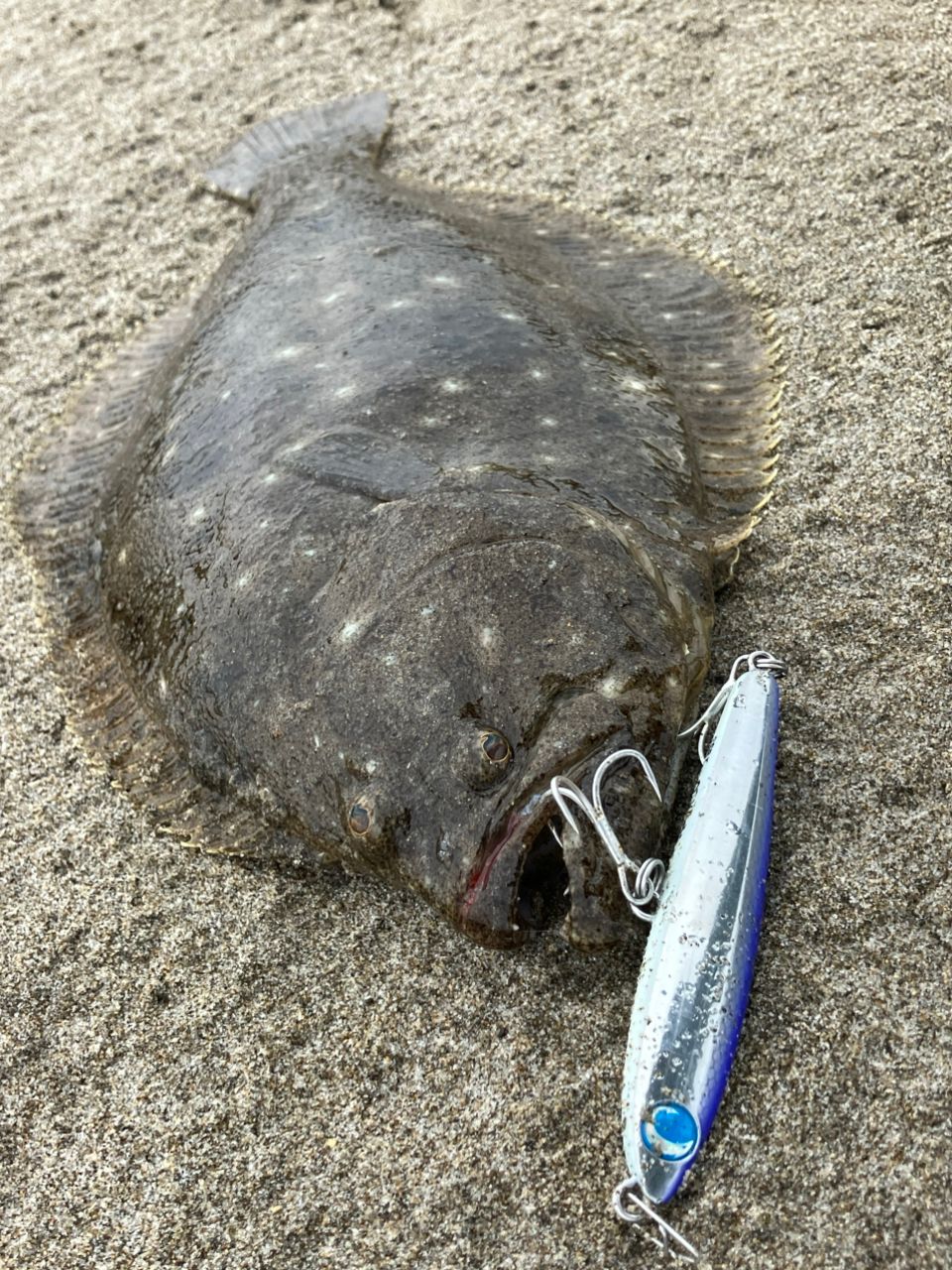 ヒラメ