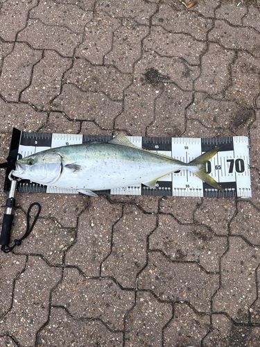 メジロの釣果