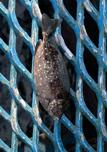 オリジナルメーカー海釣り公園