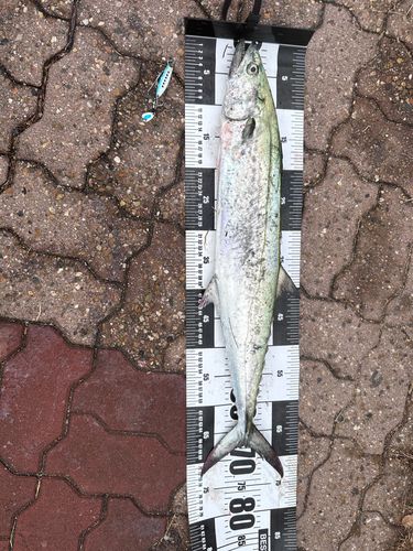 サワラの釣果