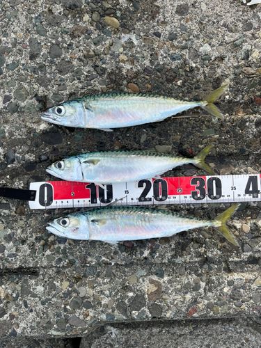サバの釣果