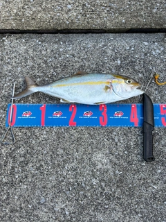 ネイリの釣果