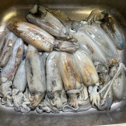 アオリイカ