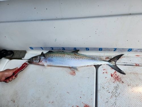 サワラの釣果
