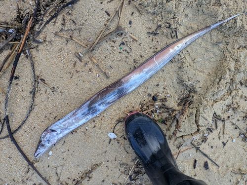タチウオの釣果